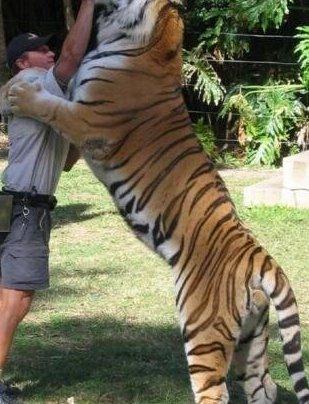 更大的老虎会是谁
